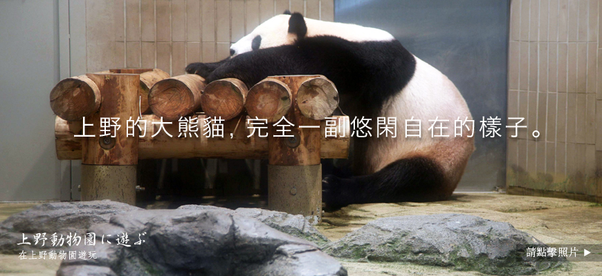 上野的大熊貓，完全一副悠閑自在的樣子。