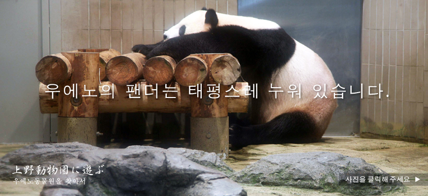 우에노의 팬더는 태평스레 누워 있습니다.